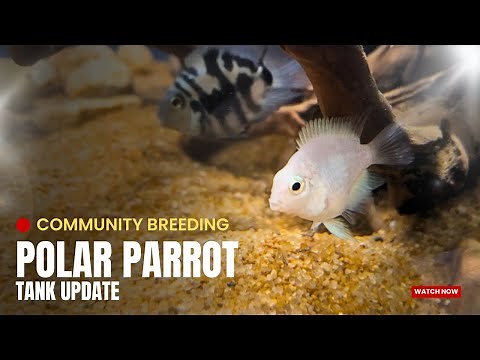 My Polar Parrot Breeding Pairing Tank Progress & Update - Imran's World