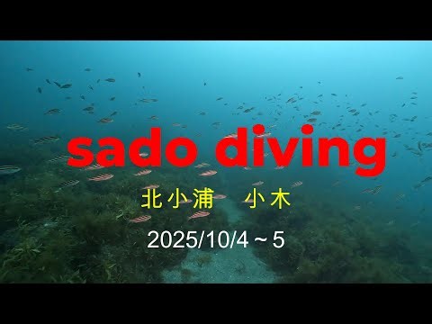 佐渡ダイビング 北小浦 小木 2025/10/4～5