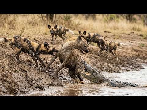 Epic African Wildlife Encounters: Wild Dogs, Hyenas & Crocodiles