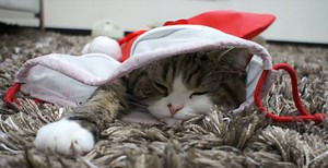 [Image - 151885] | Maru the Cat