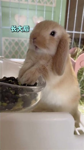 The Cutest Little Rabbits: A Challenging Evaluation