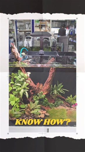 Tannins got you down? Here's a game-changer for your aquascape 😃 #aquascape.ae #aquascape #uae #homeinterior #aquascaping #aquarium #nature #houseplants #designer | aquascape.ae