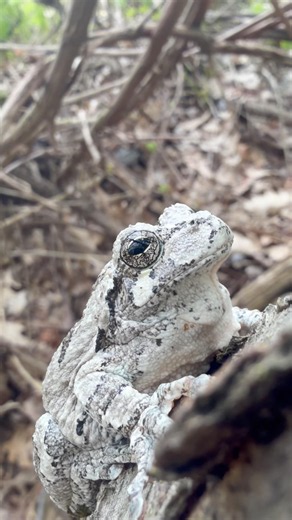 Insane looking Frog! #wildlife #animals #cute #nature #frog