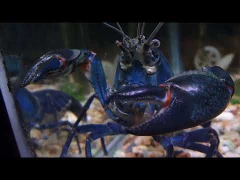 Blue Claw Yabby #australianwildlife #backyardwildlife #nature