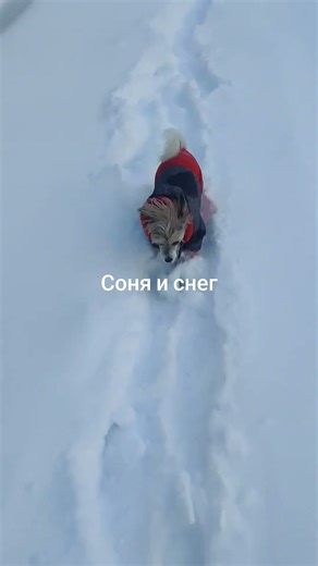 Sonya bravely makes her way through the snowdrifts #dog_Sonya