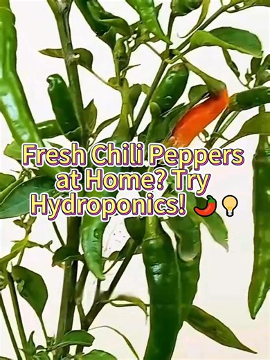 Fresh Chili Peppers at Home? Try Hydroponics! 🌶💡 #ChiliTips #UrbanFarming#Hydroponics #SpicyPlantsChiliHarvest