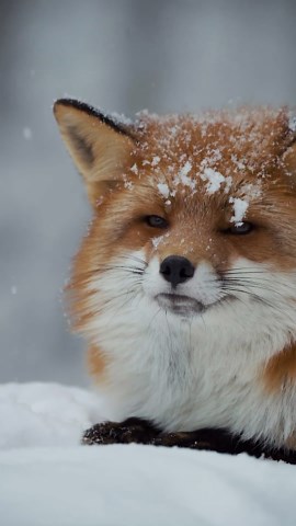 Red Fox Sighting—Nature’s Charm on Full Display!