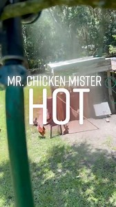 15K views · 204 reactions | It’s hot out and the chickens like a little sprinkler mister to cool off   | James Weston | Facebook