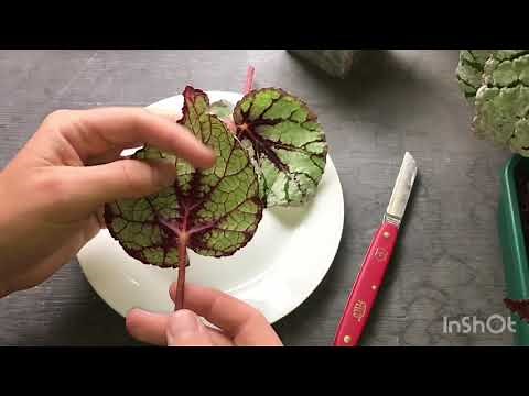 How to take Begonia cuttings
