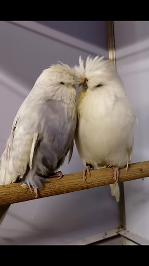 64 reactions · 8 comments | Christian Back on Reels | Facebook