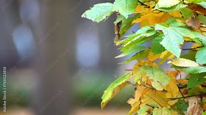 Ulmus americana, generally known as American elm or, less commonly, as white elm or water elm, is species of elm native to eastern North America