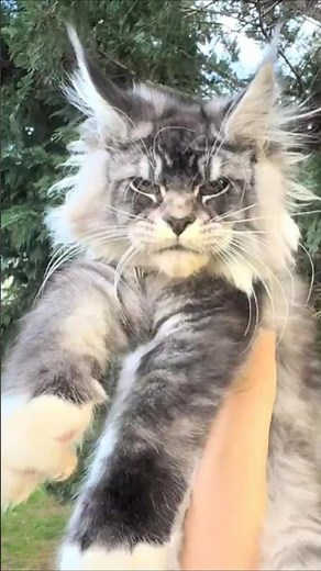 Why Vets Really Love Maine Coons 🩺😺