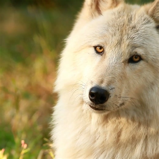 68K views · 6.7K reactions | We're fighting for a world where all wolves know peace  | Wolf Conservation Center | Facebook