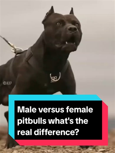Male vs Female Pitbulls: Key Differences Explained