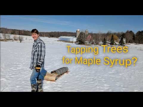 Tapping maple trees|Setting Taps|E1