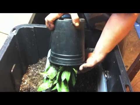 Methods of Applying Mycorrhizal Fungi Inoculants to Plant Sytems