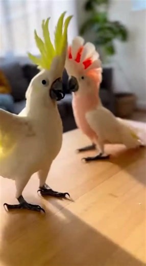 Two Cockatoos Dancing Like Pros!