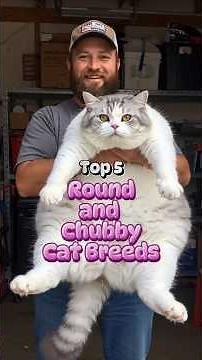 Top 5 Round and Chubby Cat Breeds (Number 1 Looks Like a Pillow) #chubbycats #catlovers #fluffycat
