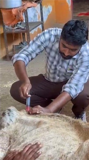 Animal Help Part-46 #maa #gauseva