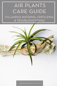 Ultimate Guide to Air Plant Care — Greenhouse Studio