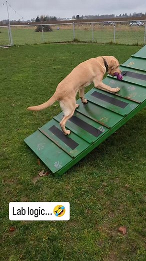 22 reactions | Oh Nelson.... Nelson is here for boarding, and he has been so much fun to have! His favorite things are to play with his friends, toys, and most definitely the A-frame! 藍 We love having him here! ❤️ | K9 & Handler Dynamics | Facebook