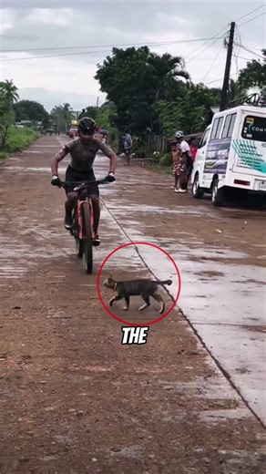 He Was About to Win the Race Until a Cat Ran Onto the Track