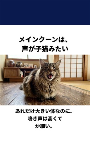 メインクーンの驚きの真実５選