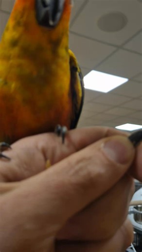 1K views · 38 reactions | Sun Conures  ☀️ 列 | Pets&Care | Facebook