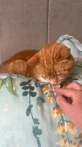 So as you now know Cat Burglar has got Oral Feline Cancer which cannot be cured. Me and Mike have decided that whilst he’s still able to eat and still looks well in himself then we will take it day by day. I’ve already looked into food that’s easier for him to eat. This is him today we will give him the best last weeks hopefully months with lots of love and treats 🙏😔🐾🐾❤️ | Mr Lumpy & Friends.