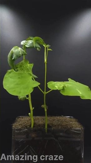 Magic Bean Growth Timelapse | Nature’s Amazing Craze 🌱✨ #plantgrowth #timelapse