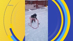 Adorable boy scores hockey goal