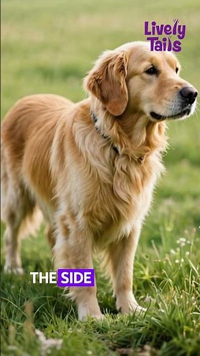 The Most Beautiful Golden Retriever From Every Angle 🐶✨