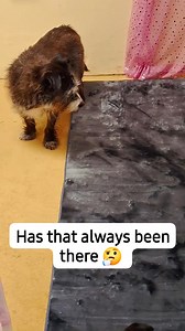 2.8K views · 175 reactions | Alfred..."New rug?"樂 (This has been speeded up x3, this thought process went on for a while!)藍藍 | The Hairy Herds Cornish Adventures | Facebook