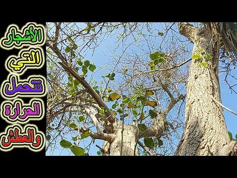 الأشجار التي تتحمل الحرارة والملوحه والعطش