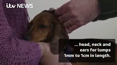 158K views · 289 reactions | Here's our tick-free video guide on how to check your dog for ticks  | ITV News | Facebook