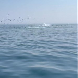 715K views · 25K reactions | Whales, around a mile out from Chatham, Massachusetts - Cape Cod | Cape Cod, Massachusetts | Facebook