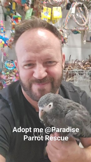 Adopt Sam, the Beautiful Timneh African Gray Parrot! Meet Sam, a stunning 24-year-old Timneh African Gray parrot with a heart full of love to give. Sam is a wonderful cuddler who adores being handled, petted, and showered with kisses. He has a gentle nature and is always ready to snuggle up in your arms. Although Sam had a seizure last year which slightly diminished his gripping ability, he is doing wonderfully now. He can still perch and stand on your hand but prefers flat surfaces or the comfo