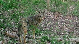 Pennsylvania coyotes have been saddled with myths. Get the facts about the elusive animals