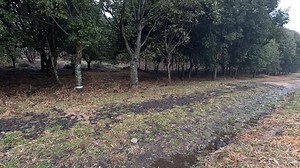 Rainy Day, Trail, Trees. Free Stock Video