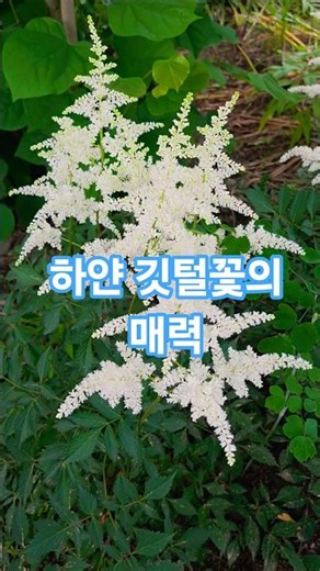 6월 12일 여름 정원을 환하게 밝히는 순백의 아스틸베 #아스틸베 #노루오줌 #흰꽃 #여름꽃 #정원꽃 #꽃스타그램 #꽃영상 #힐링숏츠 #자연풍경#힐링 #임영웅 #사랑이 이런 건가요