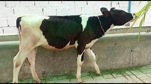 #Sold | Janwar Point