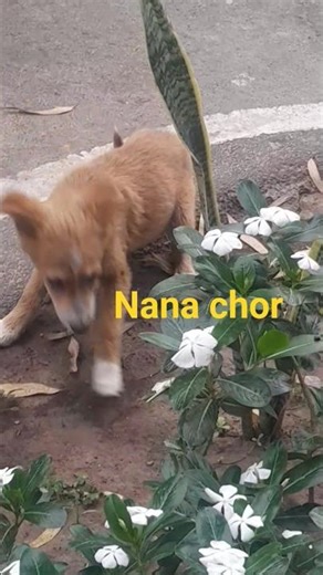 Nana chore baby dog 🐕 ❤️ #youtubeshorts #tarndeng #tarndeng #comedymusic #music