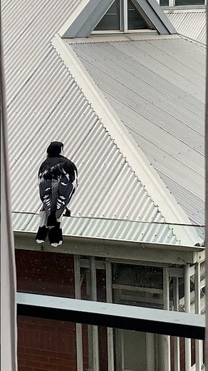 (I’m) Stranded - The Saints