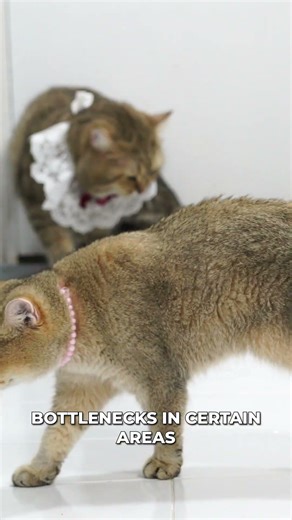 Your Cat Needs More Space, Just Not Sideways 🐱⬆️