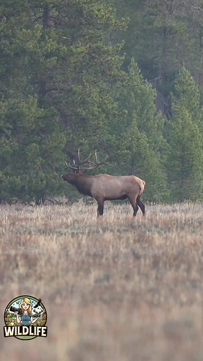 Captivating Bull Elk Bugling in the Tetons