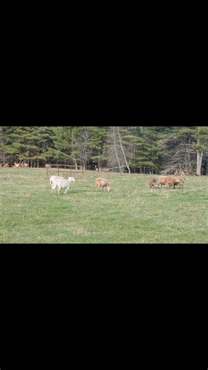 Even the grown sheep frisk and frolic! | Depot Street Meats & Dairy | Facebook