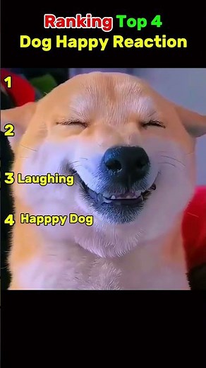 Top 4 Happiest Dog Reactions 🐶😄 | Cute & Funny Dog Moments
