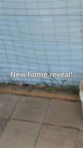 The Pokemon foxes have been adopt #umbreonfox #espeonfox #raikoufox 😭 I am very happy for them and bummed I won't see their cute faces each day. (Apologies for my face 😅 I have acne patches on. Dermatologist said I should probably stop letting the animals lick my face. But I chose animal kisses over clear skin.) | Saveafox Corporation