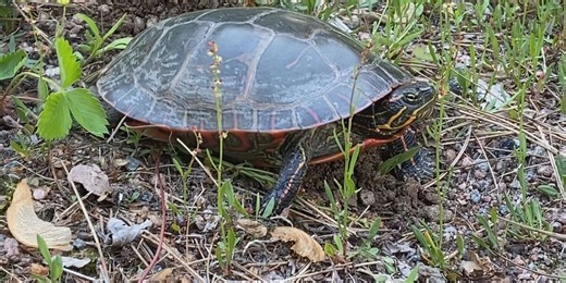 What you should know if you spot a turtle this summer