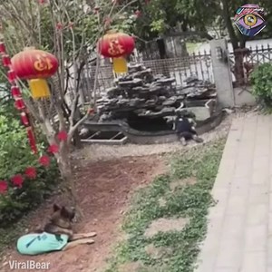 When the dog’s smarter than most humans | 7-Second Riddles